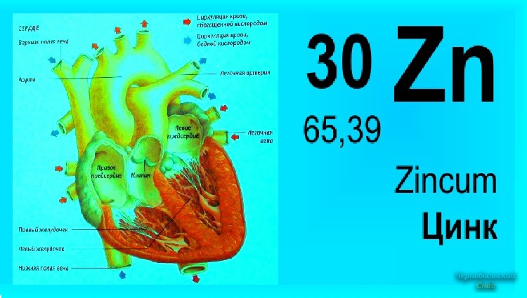 Учёные: Дефицит цинка в организме вреден для сердца