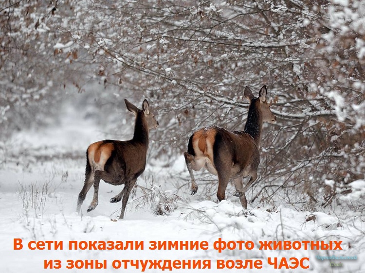 В сети показали зимние фото животных из зоны отчуждения возле ЧАЭС 