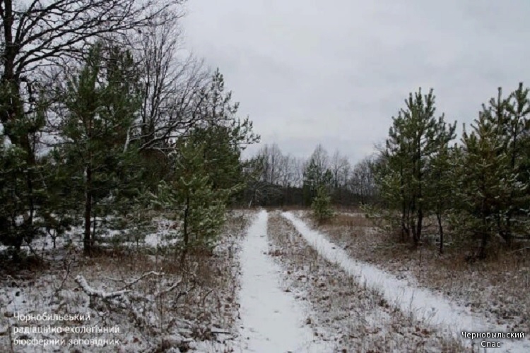 Зима в Чернобыльской зоне
