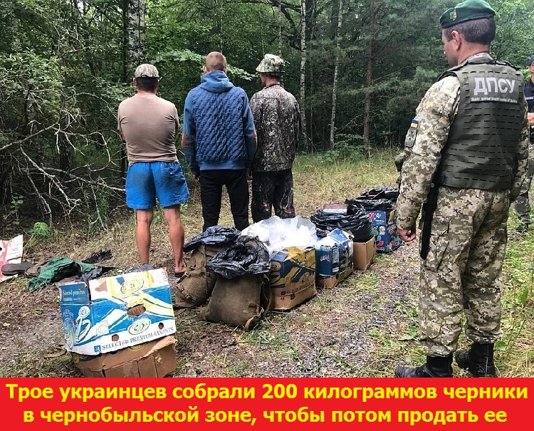 Трое украинцев собрали 200 килограммов черники в чернобыльской зоне, чтобы потом продать ее
