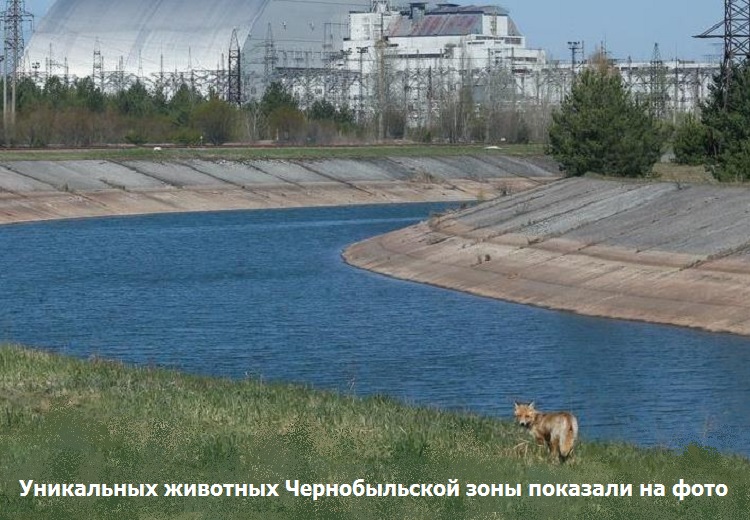 Уникальных животных Чернобыльской зоны показали на фото 