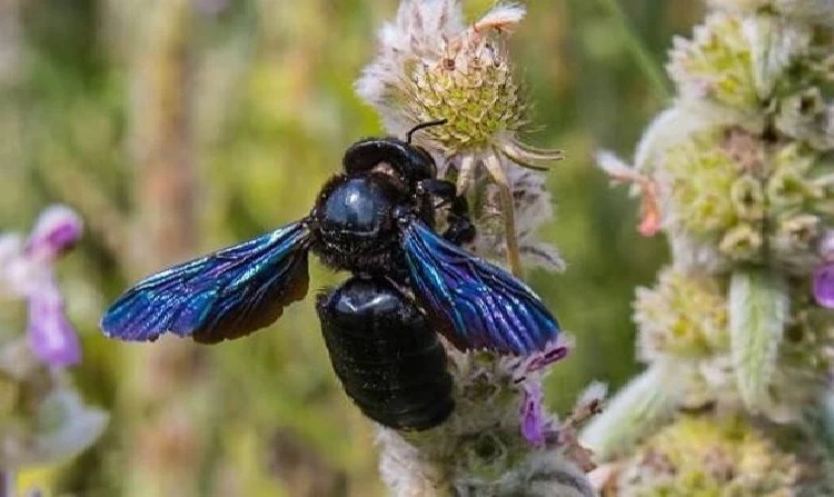 Пчела-плотник и рыжий сфекс: в Чернобыльской зоне нашли редких насекомых, похожих на инопланетян