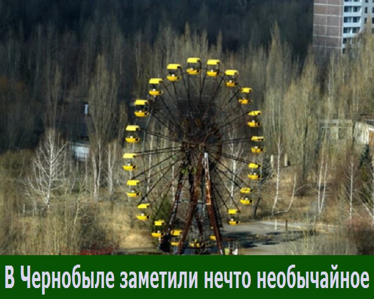 В Чернобыле заметили нечто необычайное