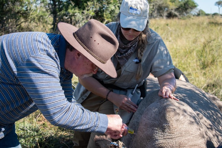 Радиоактивные носороги: животных попытаются спасти с помощью атомных технологий