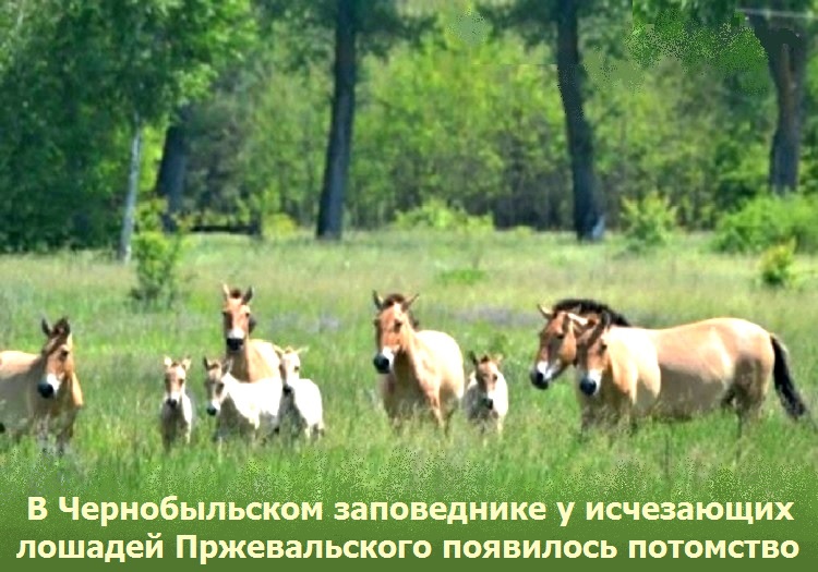 В Чернобыльском заповеднике у исчезающих лошадей Пржевальского появилось потомство (ФОТО)