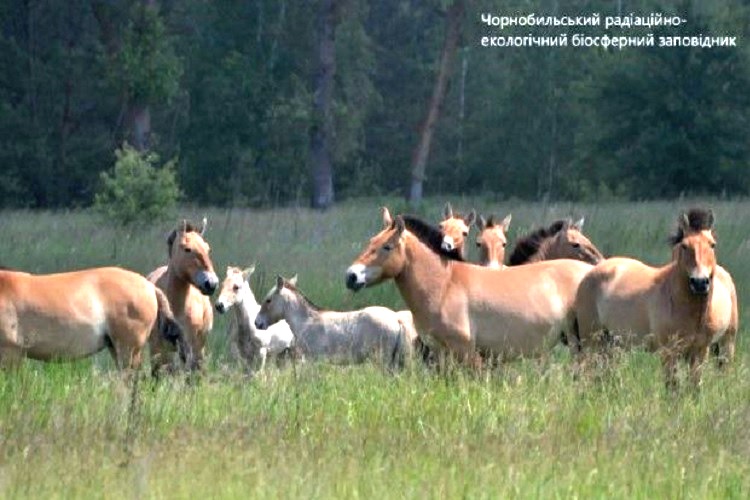 В Чернобыльском заповеднике у исчезающих лошадей Пржевальского появилось потомство (ФОТО)