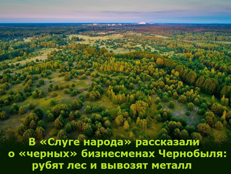 В «Слуге народа» рассказали о «черных» бизнесменах Чернобыля: рубят лес и вывозят металл 