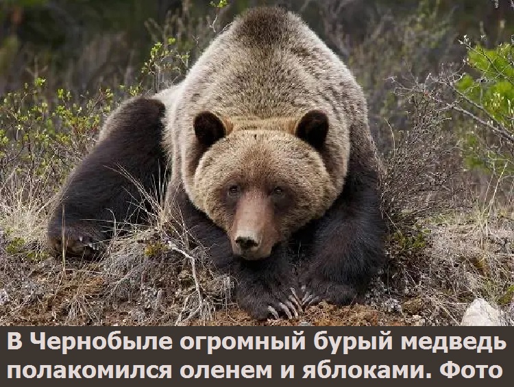 В Чернобыле огромный бурый медведь полакомился оленем и яблоками. Фото