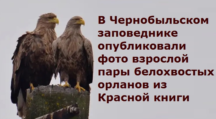В Чернобыльском заповеднике опубликовали фото взрослой пары белохвостых орланов из Красной книги