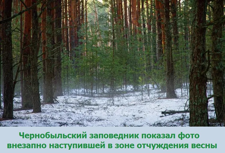 Чернобыльский заповедник показал фото внезапно наступившей в зоне отчуждения весны