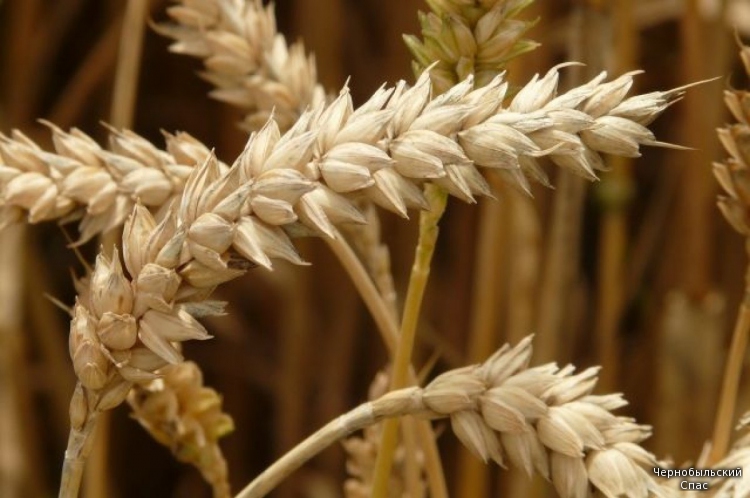 Минсельхоз предложил лимит цен на зерно и сахар для проведения интервенций