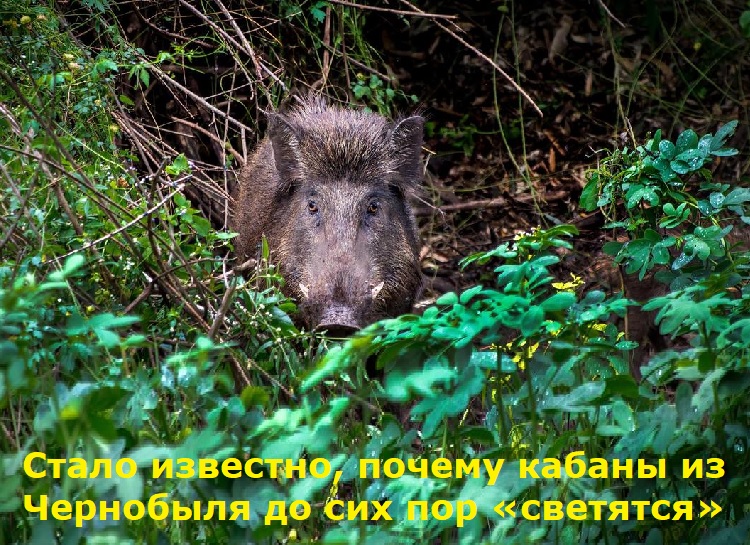 Стало известно, почему кабаны из Чернобыля до сих пор «светятся» Стало известно, почему кабаны из Чернобыля до сих пор «светятся»