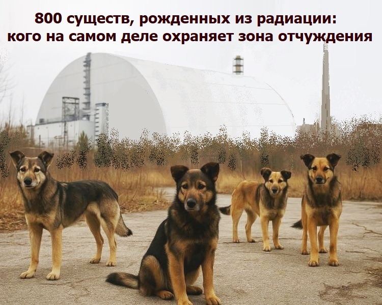 800 �������, ��������� �� ��������: ���� �� ����� ���� �������� ���� ����������