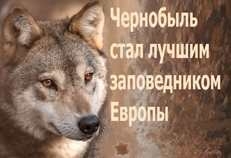 ��������� ���� ������ ������������ ������