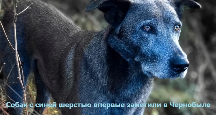 Собак с синей шерстью впервые заметили в Чернобыле Собак с синей шерстью впервые заметили в Чернобыле